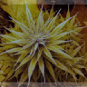 Meet your Posher, Corey